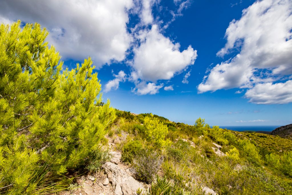 Strand Cala Torta - Wunderschöne Badebucht im Nordosten Mallorcas