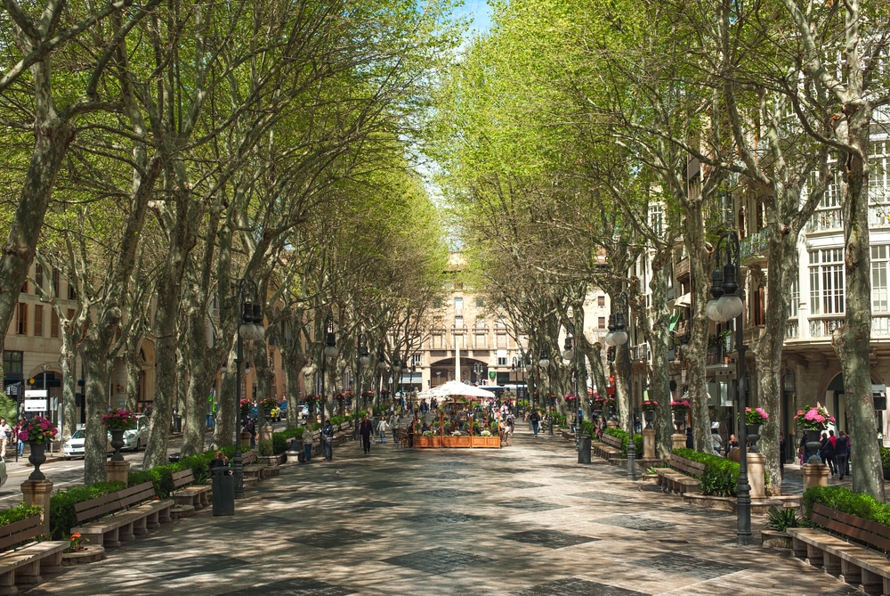 Schönster und berühmtester Boulevard der Stadt der Passeig del Borne in Palma
